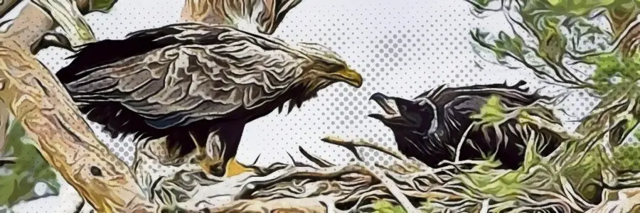 Meet the White-Tailed Eagle: Poland's National Animal – Lonely Poland